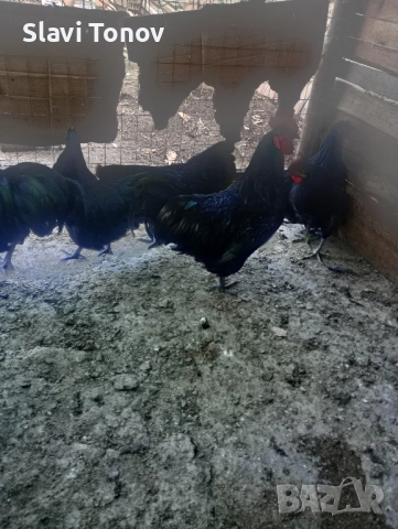 Петлета черен австролорп, снимка 1