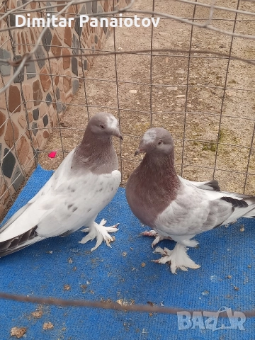 мардини, снимка 6 - Гълъби - 52183181