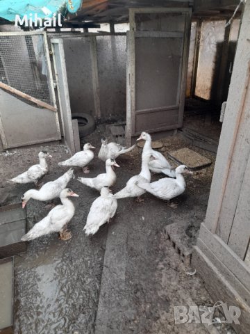 Продавам неми патици