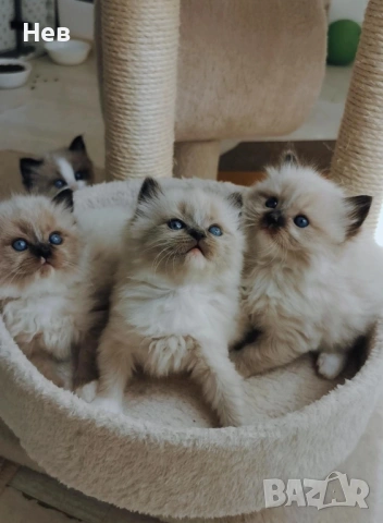 Ragdoll рагдол/регдол  котe / котета, снимка 4 - Други - 51000590