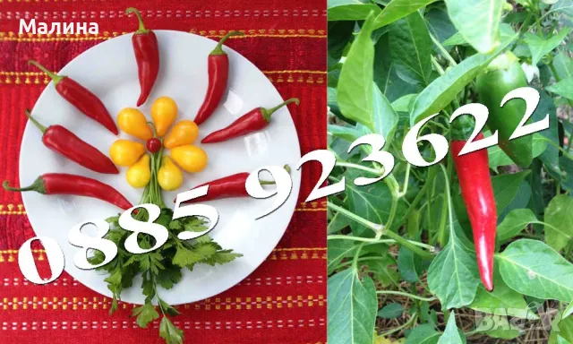 Био Семена Чери Домати Люти Чушки Стари Селски Сортове и Тютюн, снимка 4 - Сортови семена и луковици - 39081592