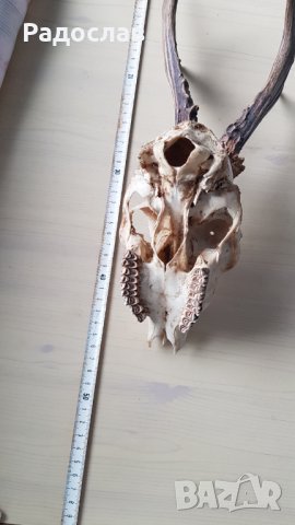 Продавам ловен трофей глава с рогата , снимка 7 - Екипировка - 27573164