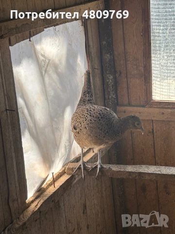 Женски фазан , снимка 2 - други­ - 54331627