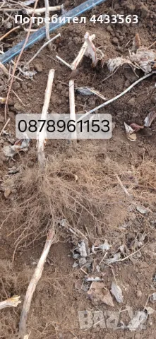 Разсад ягоди и малини , снимка 16 - Разсади - 49802437