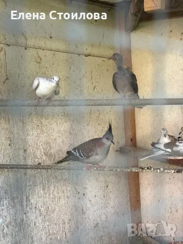 Различни видове гугутки, гр.Пещера