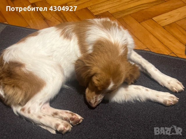 Куче Койкер