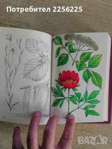 Билки и билкосъбиране , снимка 4 - Специализирана литература - 49344313