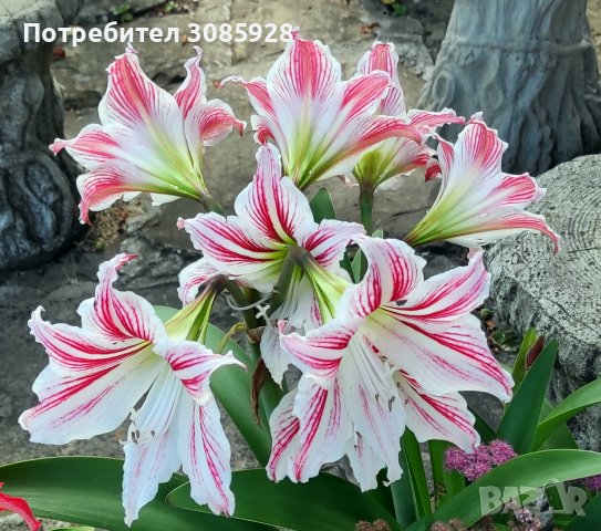 Градински и стайни цветя., снимка 14 - Градински цветя и растения - 37247676