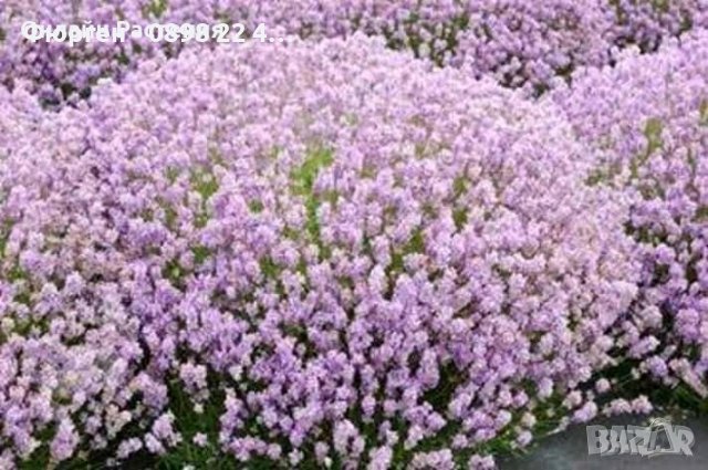 Билки и Подправки, снимка 2 - Разсади - 37006565