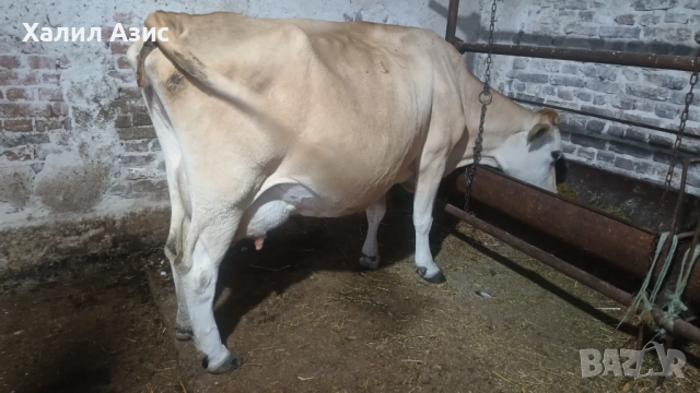 Продавам стадо крави джарсей. 34 броя редовни дойни. Повечето са бременни 7-ми месец., снимка 6 - Крави - 52032985