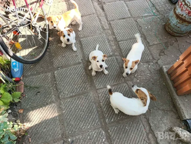 Джак Ръсел Jack Russell, снимка 4 - Джак ръсел териер - 56159610