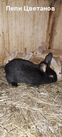 Продавам зайчета, снимка 10 - Други животни - 52867641