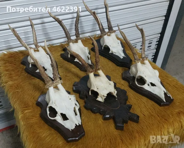 Трофей от сръндак 6 бр., снимка 3 - Други ценни предмети - 56265064