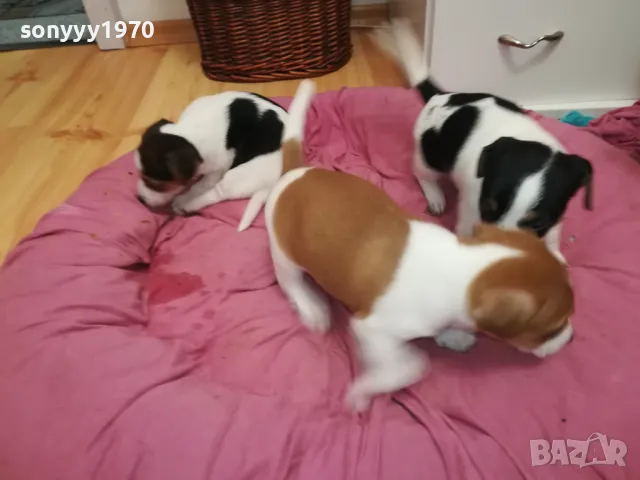 БЕБЕ ДЖАК 250ЛВ ЗА ЕДНО 0402251938, снимка 5 - Джак ръсел териер - 48968353