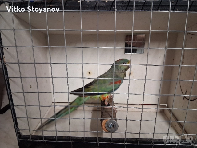 Многоцветен поен-женски