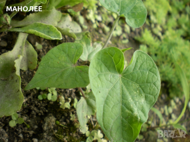 ИПОМЕЯ - 6 ЦВЯТА, снимка 5 - Градински цветя и растения - 52059525