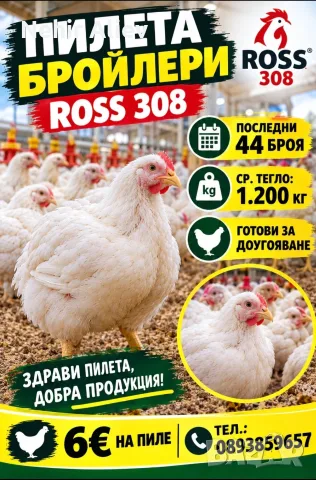 Продавам пилета бройлери