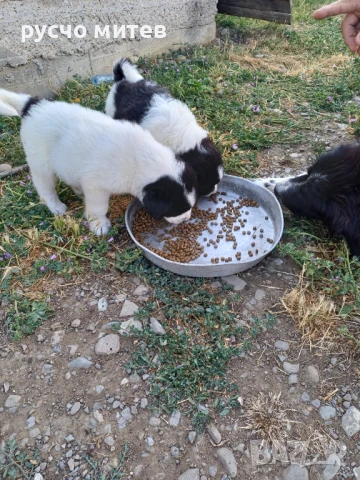 Кученца, снимка 3 - Каракачанска овчарка - 50739917