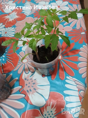 Продавам разсад домати по 0,70 евро 