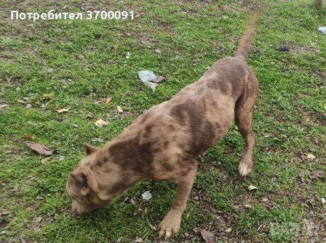 питбул, снимка 2 - Питбул - 52750294