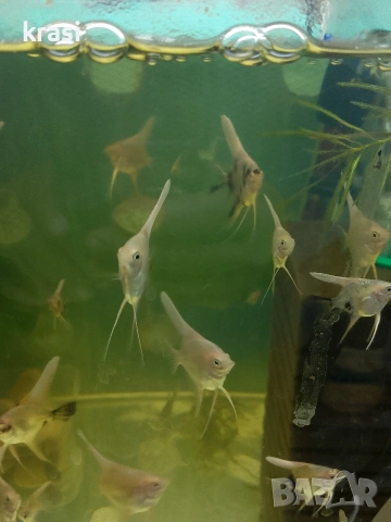 Декоративни рибки, скаларий. , снимка 12 - Рибки - 54359555