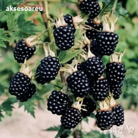  100 бр Висококачествени органични плодови семена от хранителна Къпина вкусни къпини антиоксидант, снимка 8 - Сортови семена и луковици - 50334256