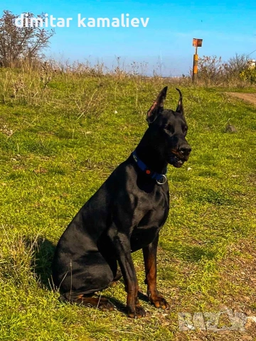 мъжки доберман, снимка 2 - Доберман - 54364297