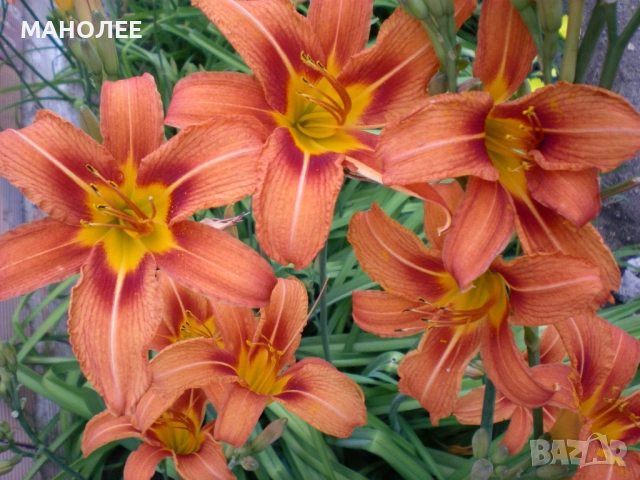 💐🪷💐ХЕМЕРОКАЛИС🎁💐🎁