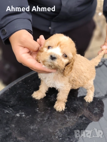 Кокер шпаньол , снимка 2 - Кокер шпаньол - 54296259