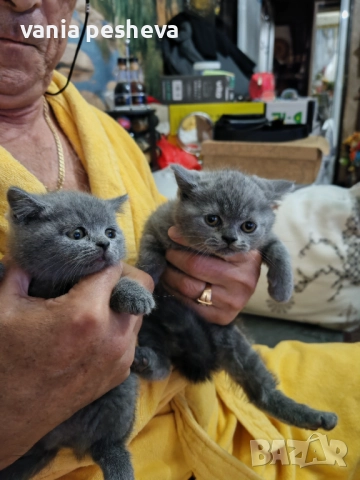 Продавам котета, снимка 11 - Британска късокосместа - 51437570
