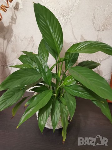Спатифилиум, снимка 2 - Стайни растения - 32189822