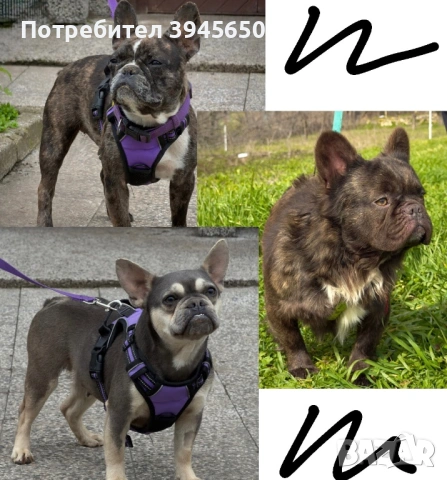 3 френски булдога - обща цена 