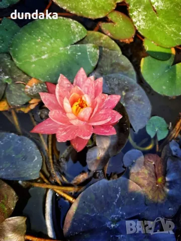 Водни лилии Wanvisa,Alba, снимка 3 - Градински цветя и растения - 49911693