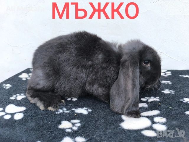 ЗАЙЦИ, снимка 6 - Други - 53465684