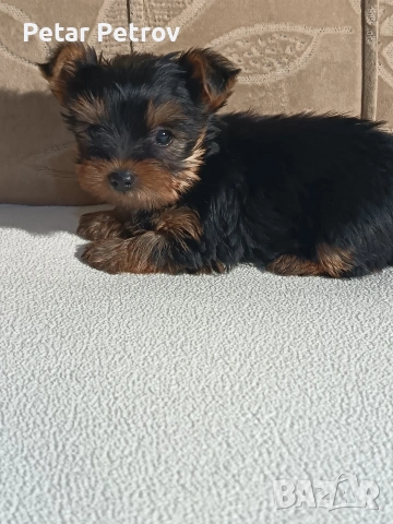 Йоркширски териер , снимка 15 - Йоркширски териер - 54063849