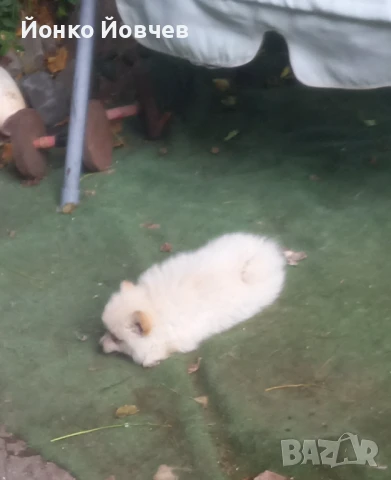 Немски шпиц  , снимка 7 - Немски шпиц - 50529986