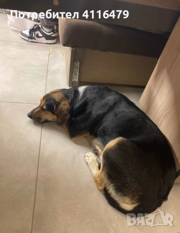 Куче в спешна нужда от нов дом, снимка 10 - Други - 52942967