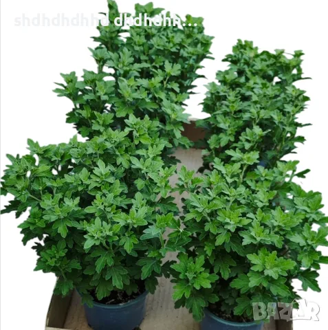 Кълбовидна хризантема 2.80€ за брой , снимка 14 - Градински цветя и растения - 55710756