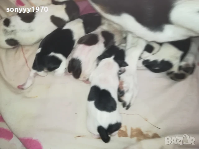 ДЖАК РЪСЕЛ БЕБЕТА-РОДЕНИ 11.08.25г 1208251833, снимка 10 - Джак ръсел териер - 51343492