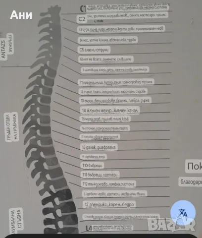 Масажор за врат и гръб, снимка 6 - Друга електроника - 49542306