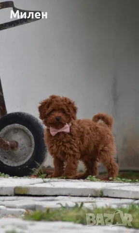 Той пудел Toy poodle, снимка 2 - Пудели - 55006000