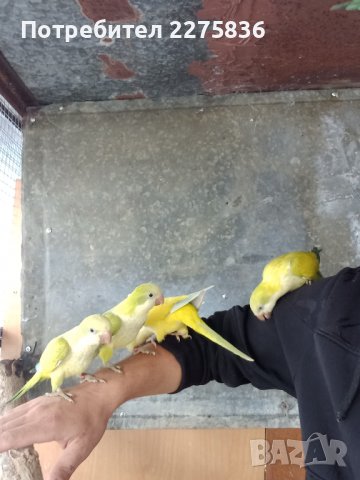 Монашески Папагалчета (монах), снимка 4 - Папагали - 37902418