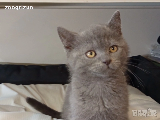 Шотландски страйт момченце, снимка 2 - Британска късокосместа - 53988420