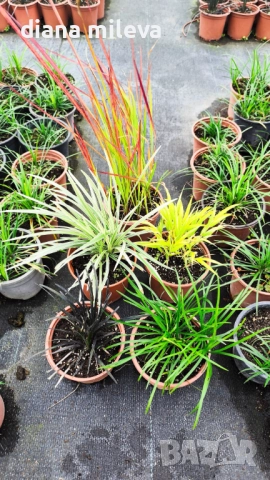 Промо пакет от 5 бр Декоративни треви, снимка 14 - Градински цветя и растения - 51779204