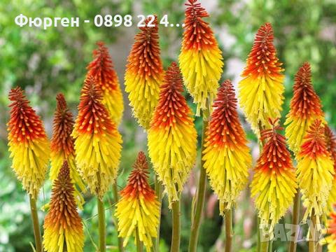 Книфофия - факелна лилия, снимка 2 - Разсади - 38086906
