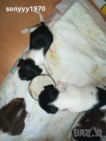 ДЖАК РЪСЕЛ-250ЛВ ЗА БРОЙ 0409252000, снимка 15 - Джак ръсел териер - 51608760