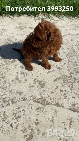 Мини пудели, снимка 2 - Пудели - 53965215