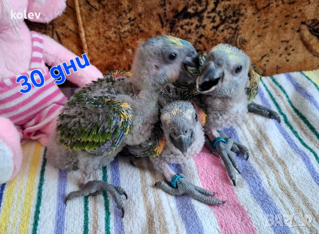 Папагали Синьочела амазона/бебета