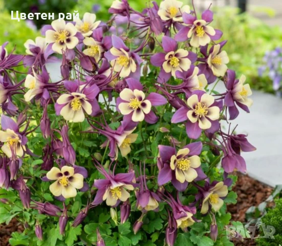 Домашни семена на цветя , снимка 14 - Градински цветя и растения - 51020468