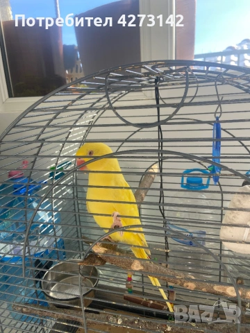 Александър, снимка 2 - Папагали - 53084676